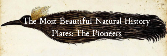 The Most Beautiful Natural History Plates: The Pioneers