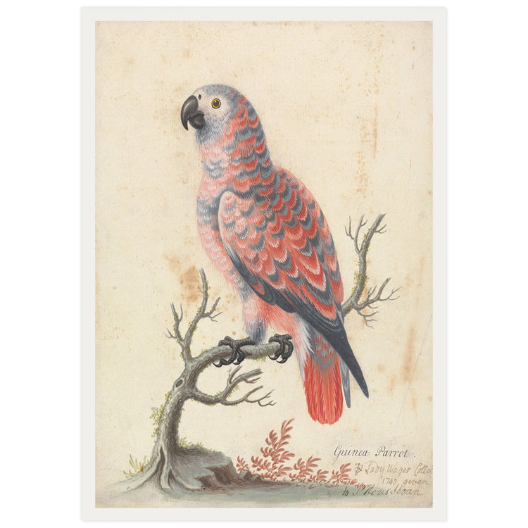 Animal Posters
