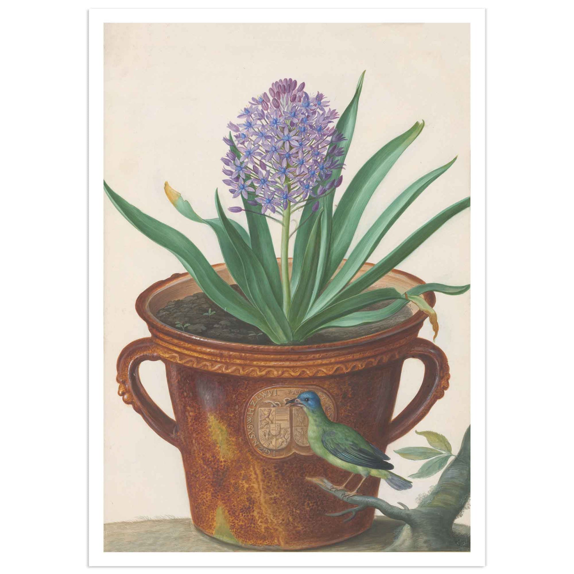 Botanical poster johann walter illustration from Nassau florilegium