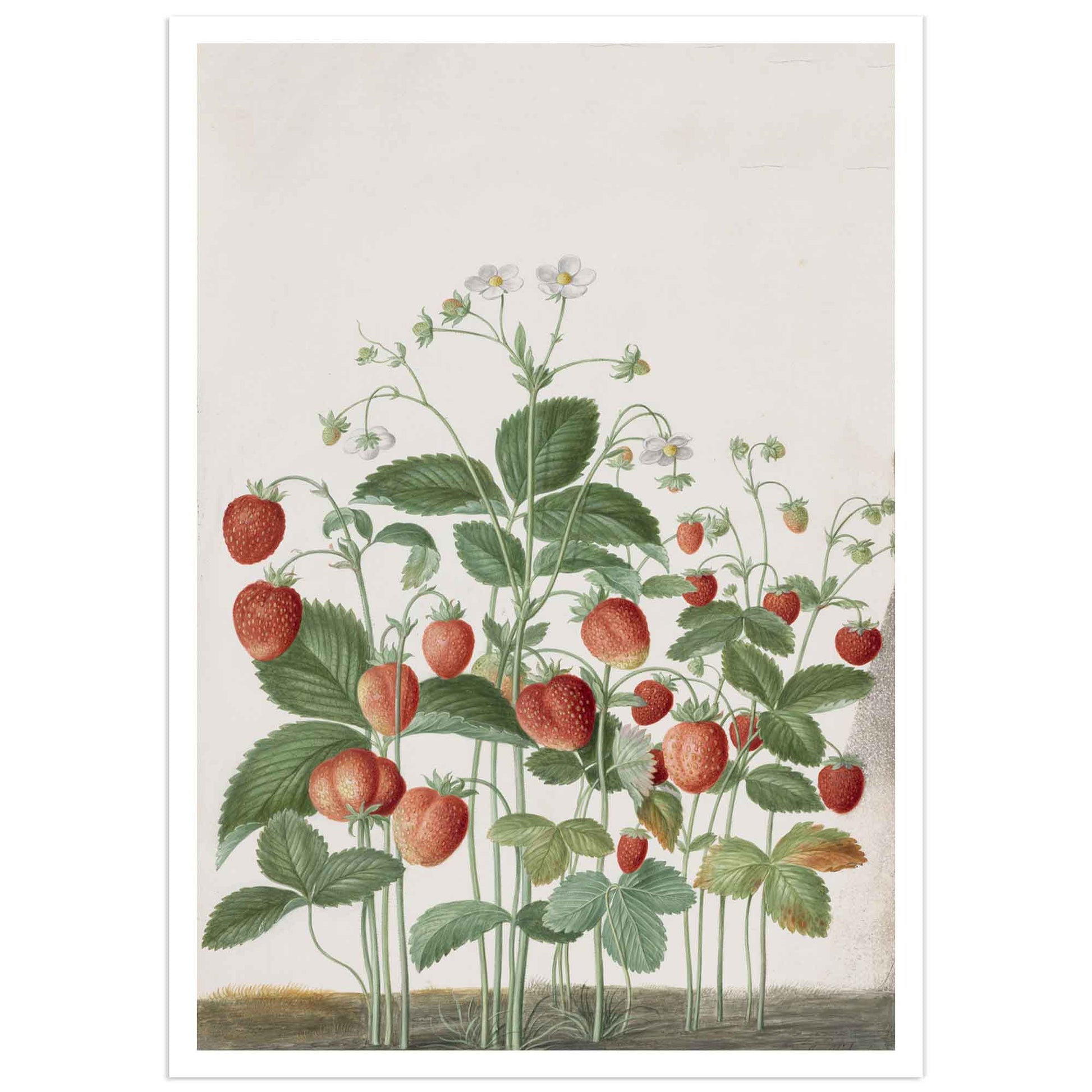 Strawberry poster johann walter illustration from Nassau florilegium