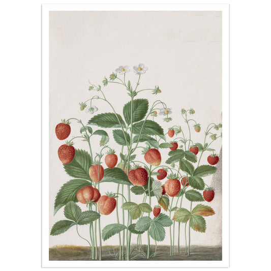 Strawberry poster johann walter illustration from Nassau florilegium