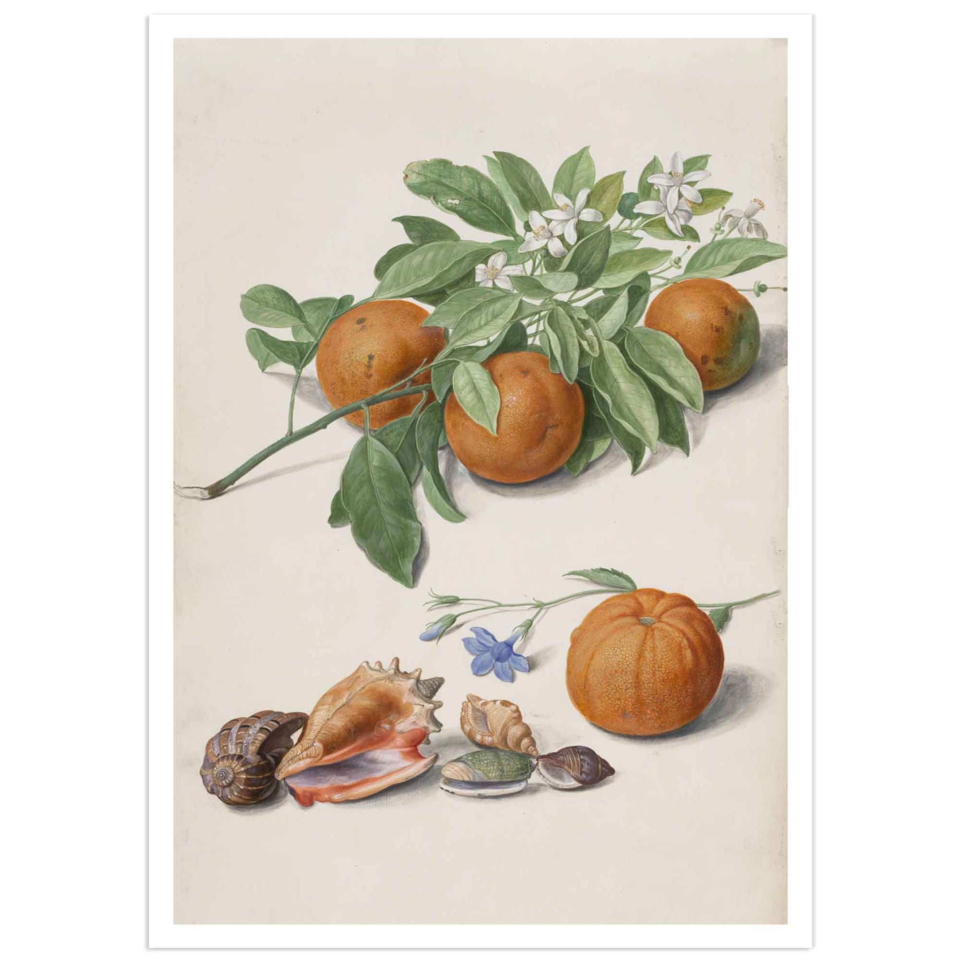 Botanical poster oranges johann walter illustration from Nassau florilegium