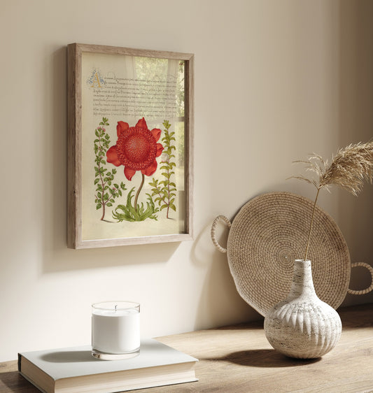 Thym basilic, anémone coquelicot et myrte