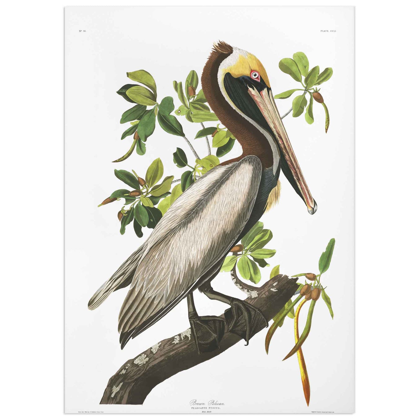 Affiche John James Audubon "Brown Pelican roosting in Red Mangrove"