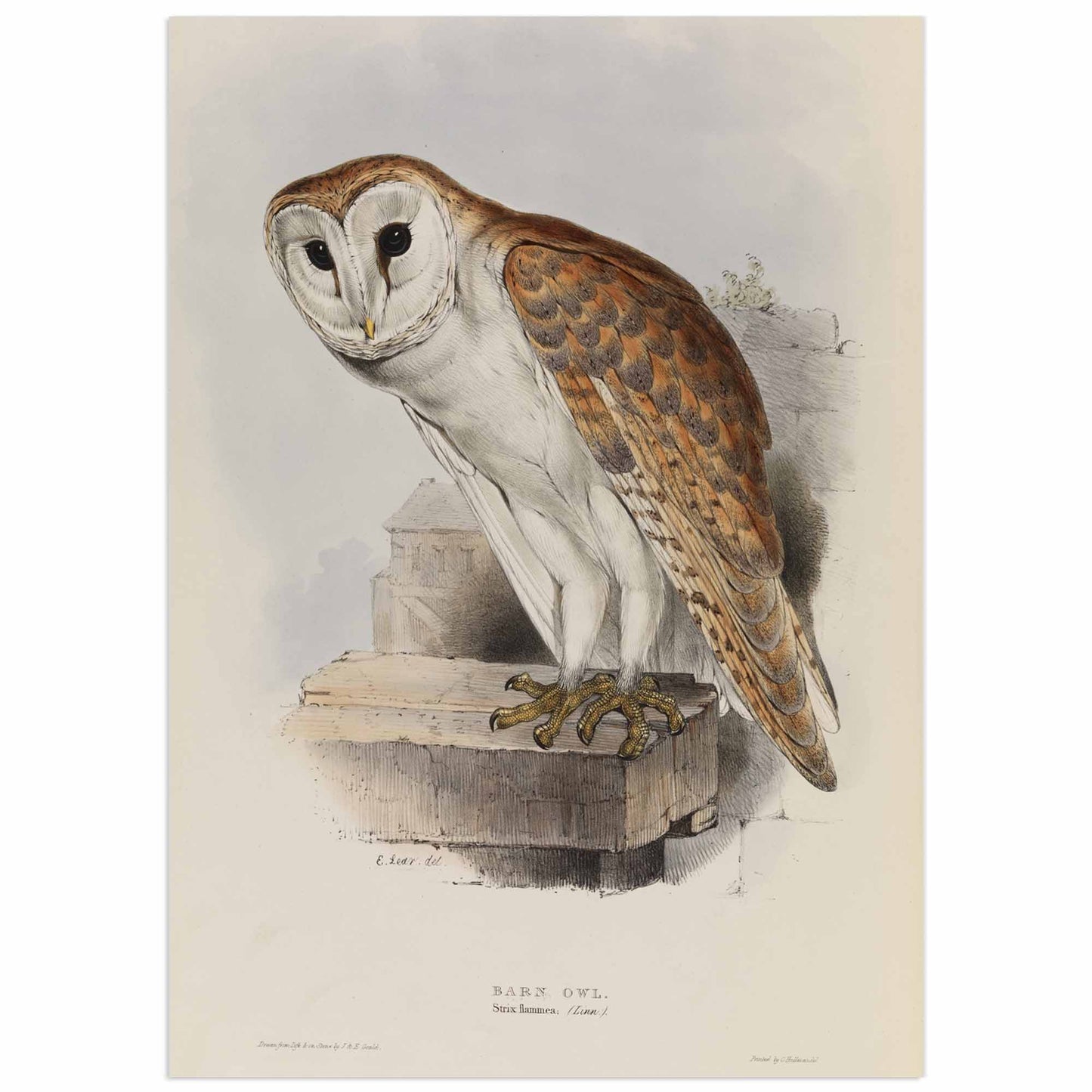 Barn owl on a branch poster