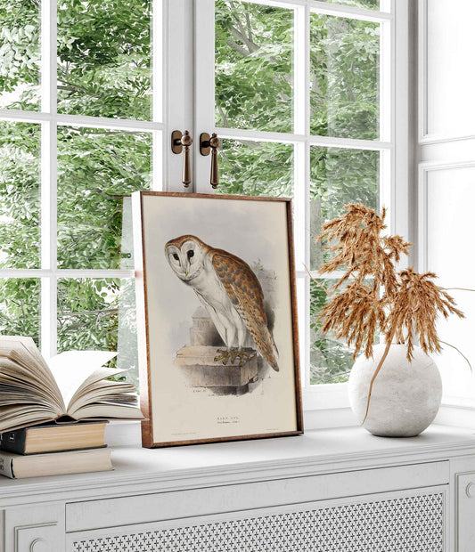 Affiche Chouette effraie - John Gould