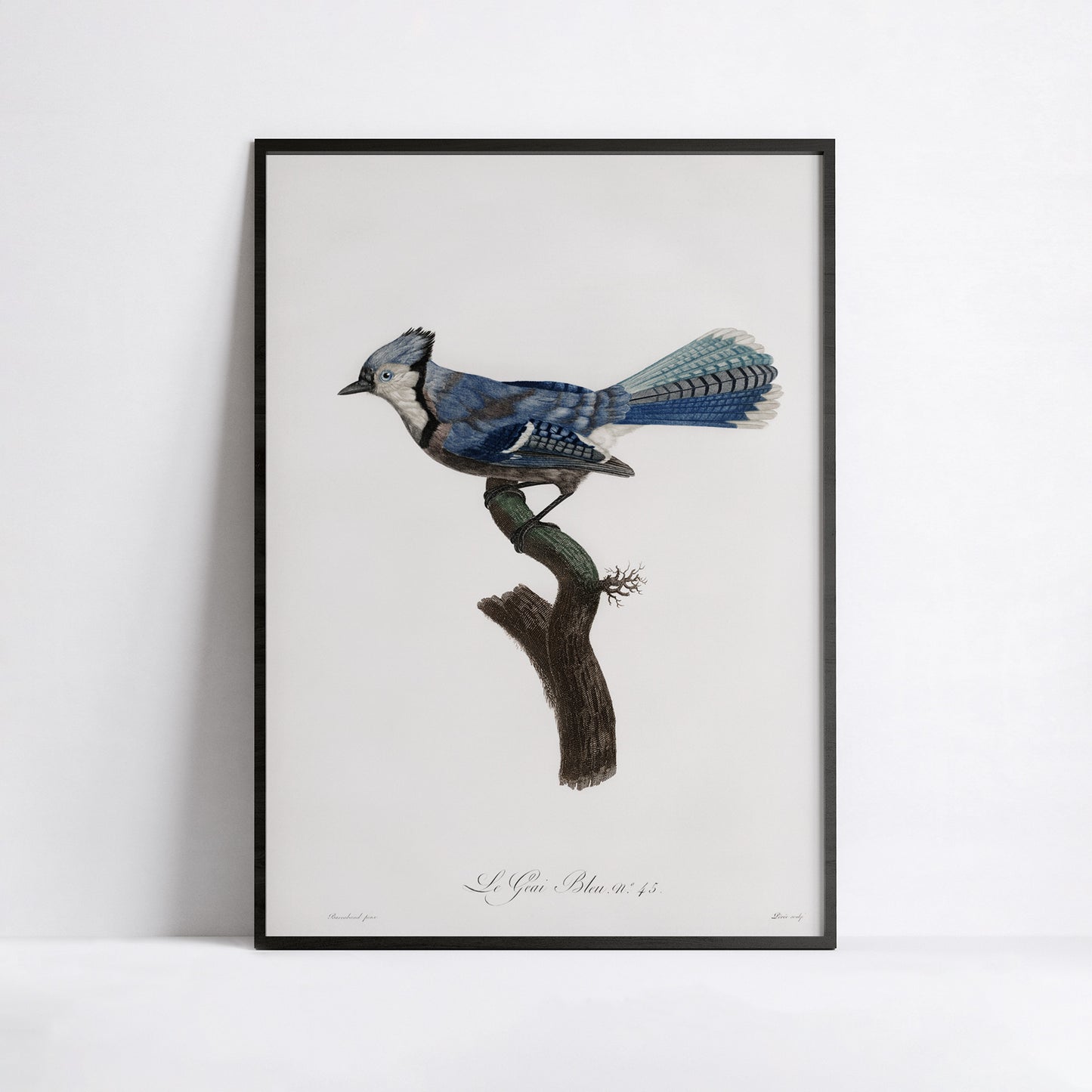 Geai bleu, François Le Vaillant
