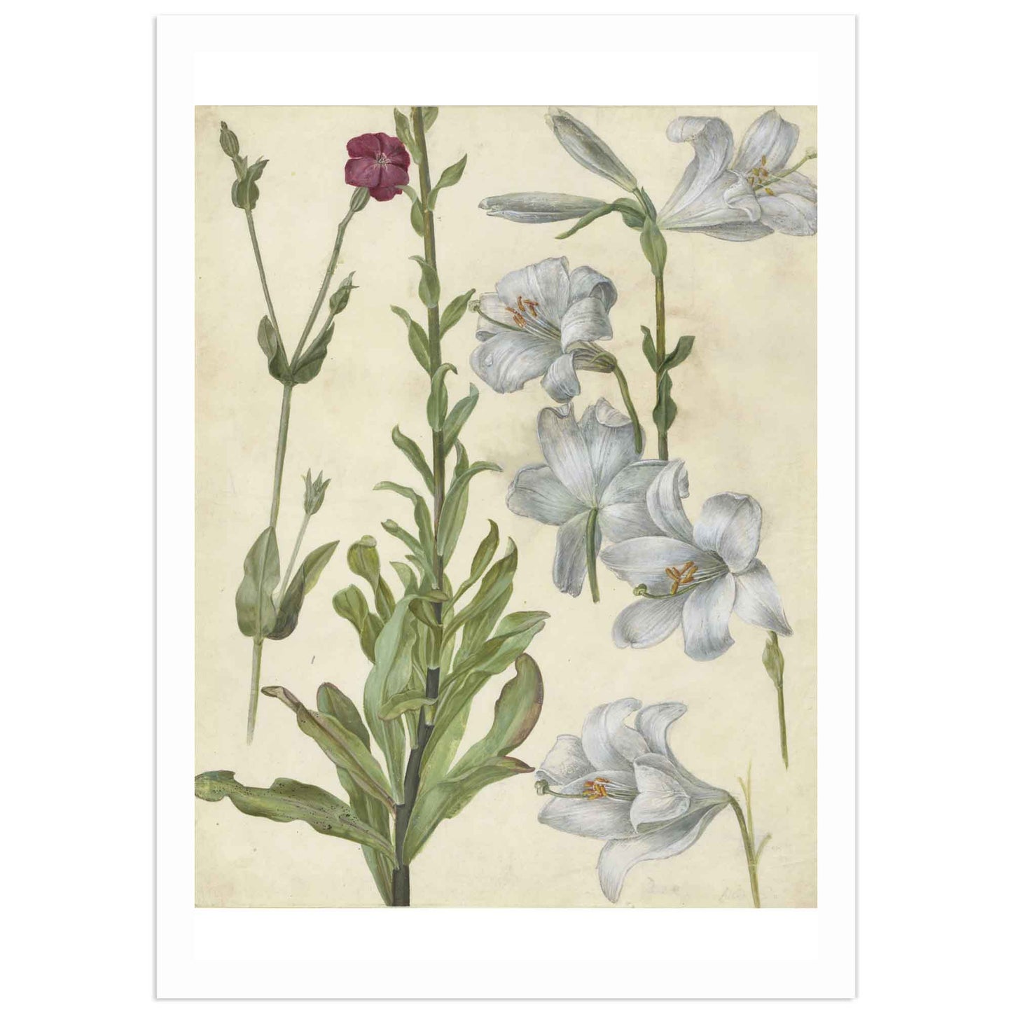 Watercolor of catchfly and lily flowers by Albrecht Dürer, showing botanical detail and Renaissance composition.