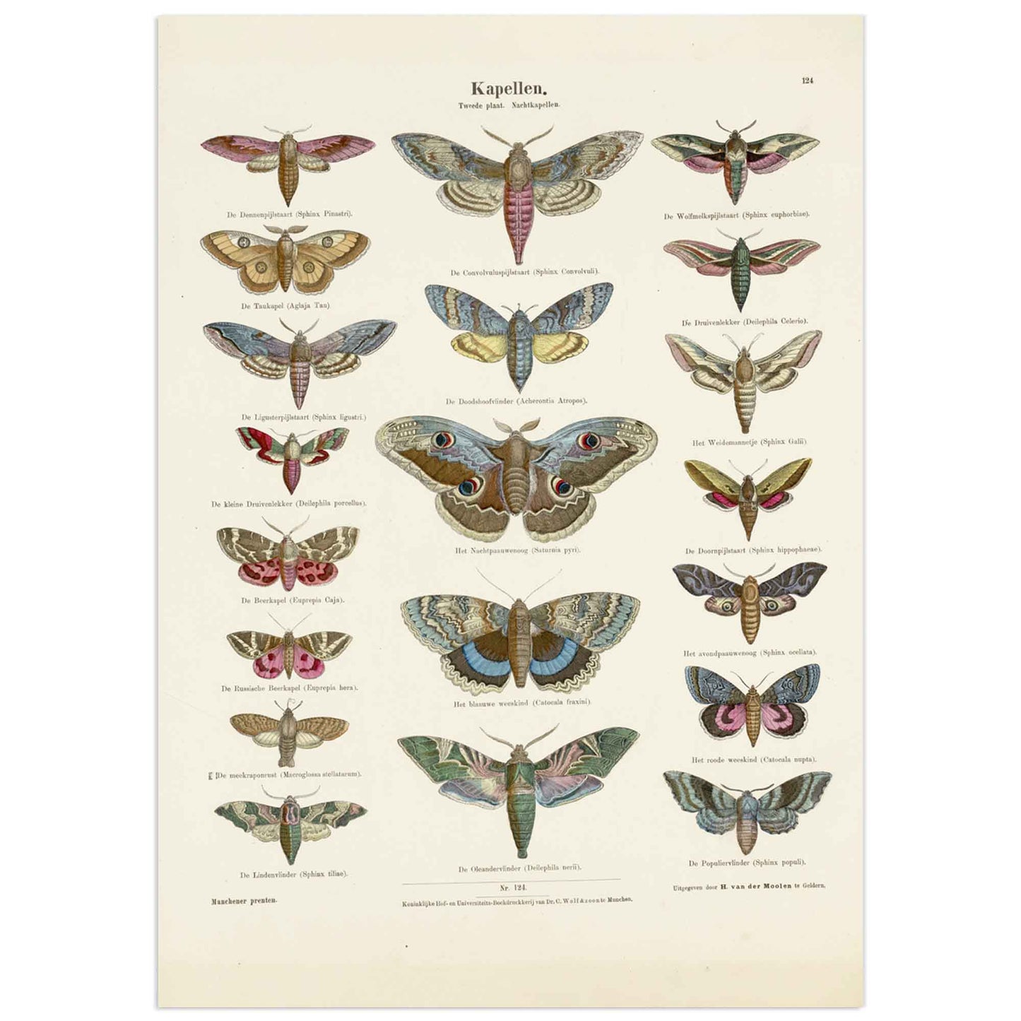 Butterfly collection poster, natural history plate
