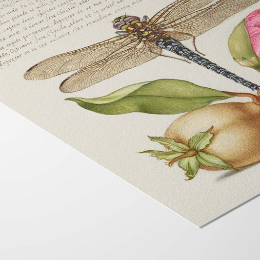Dragonfly, Pear, Carnation and Insect — Illustration botanique et entomologique de Joris Hoefnagel | Téléchargement numérique HD