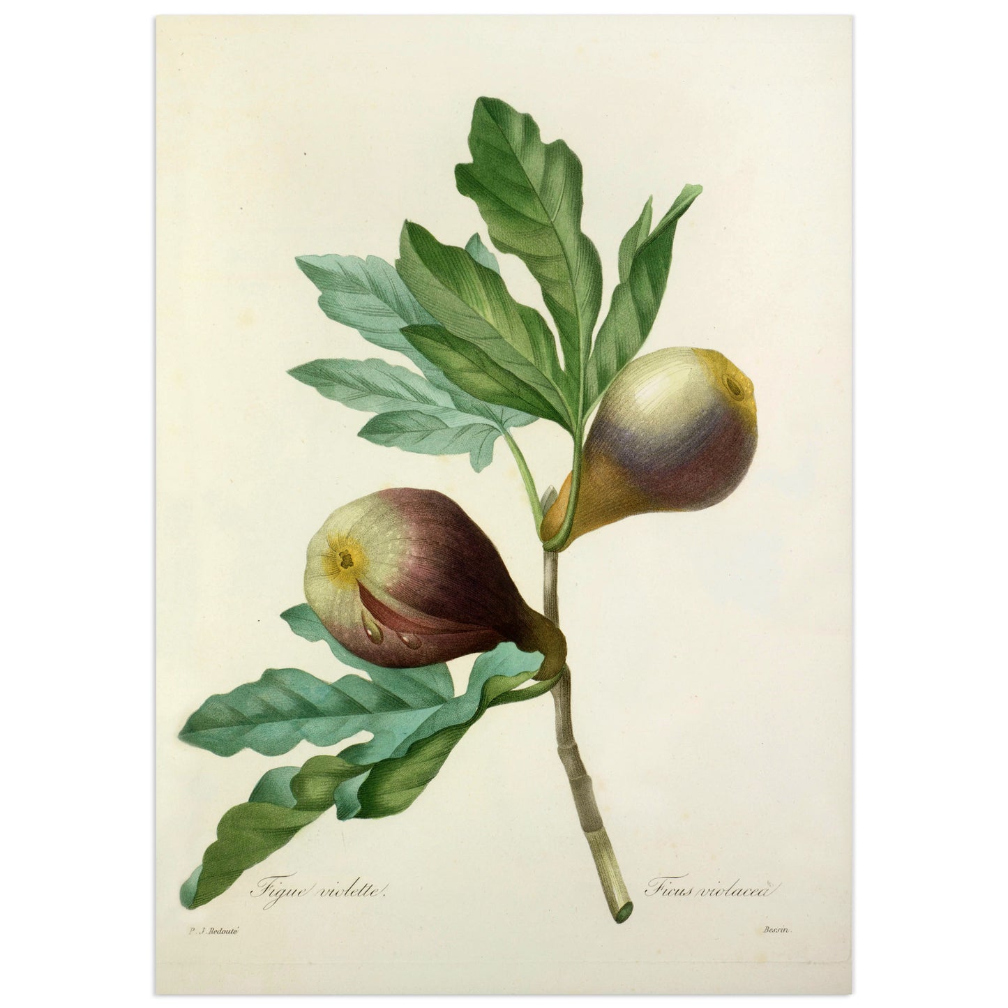 Affiche Pierre Joseph Redouté "Figue violette"