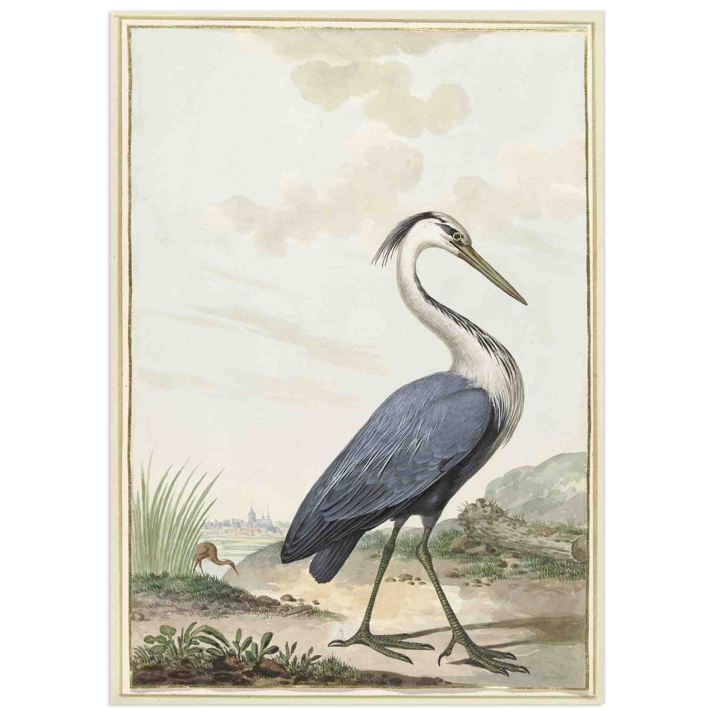 Grand héron bleu