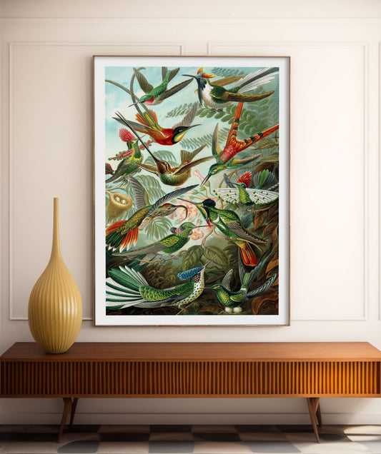 Hummingbirds vintage print, Ernst Haeckel