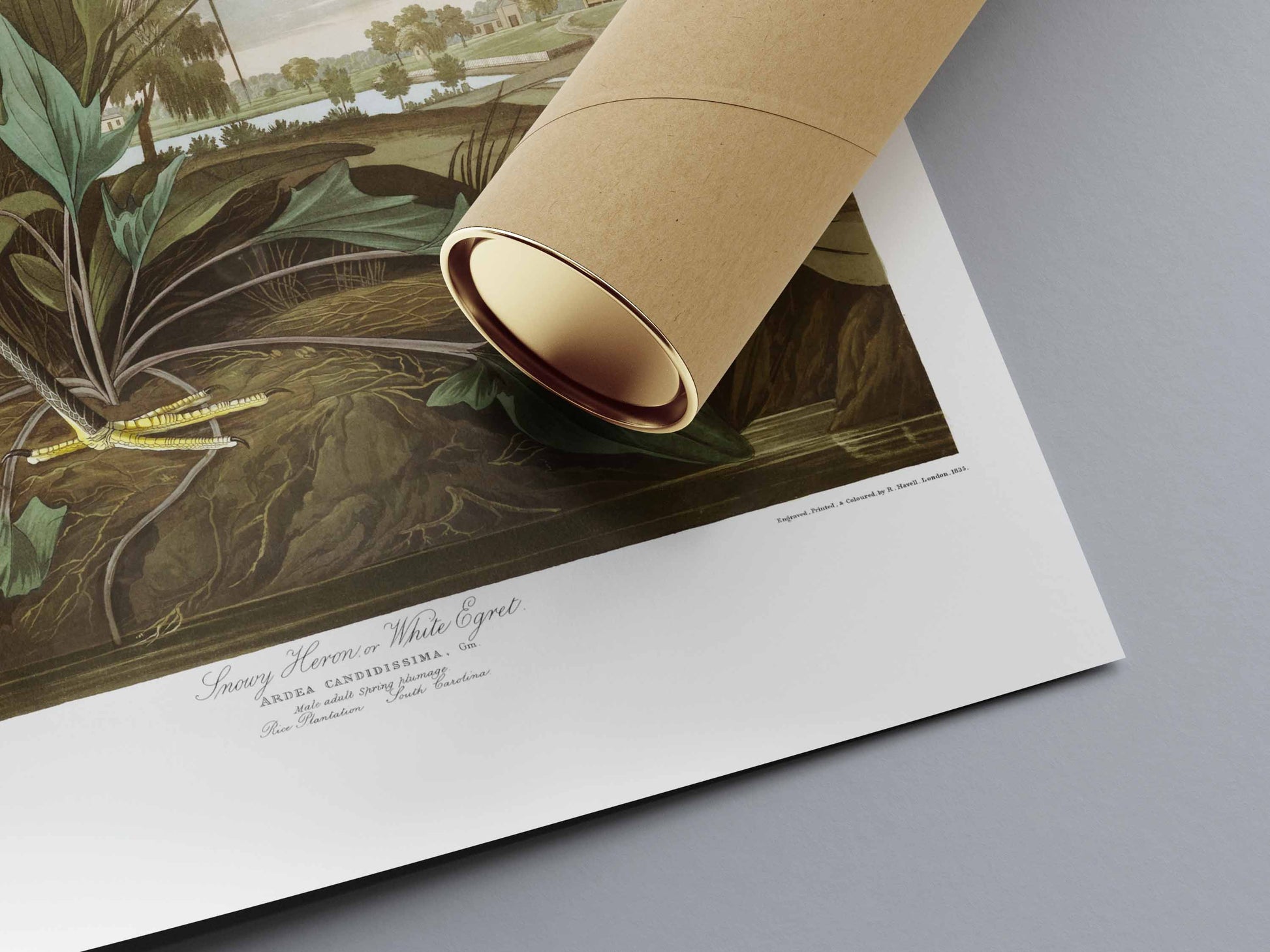 John James Audubon poster close up- Snowy heron or white Egret (natural history plate)