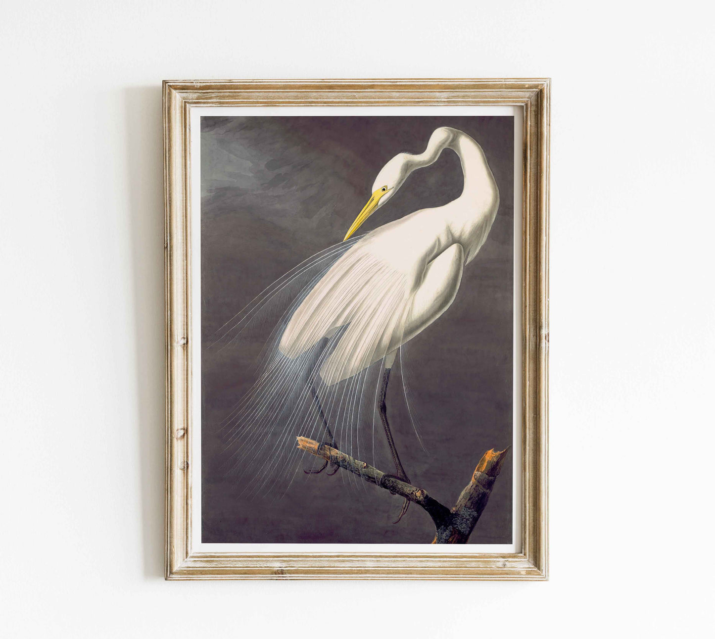Affiche de John James Audubon « Grand héron blanc » - gravure d'oiseau vintage