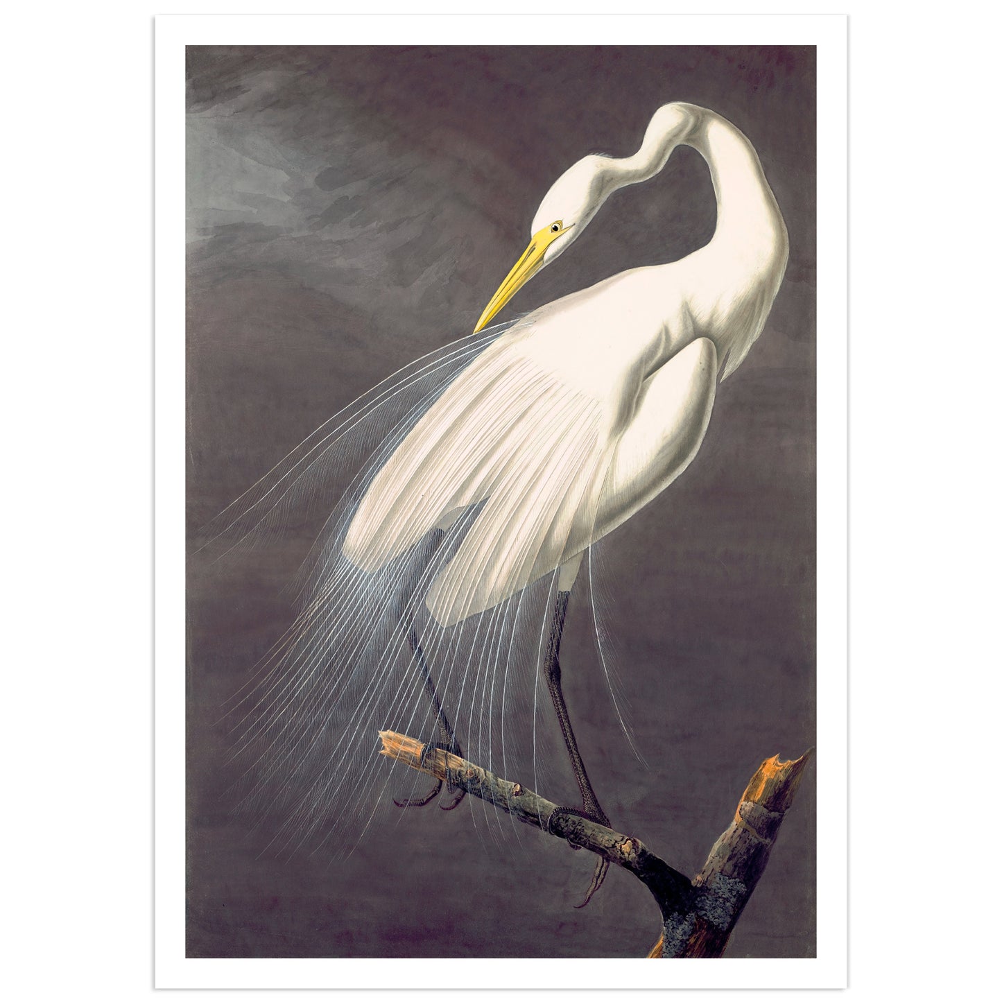 Affiche de John James Audubon « Grand héron blanc » - gravure d'oiseau vintage