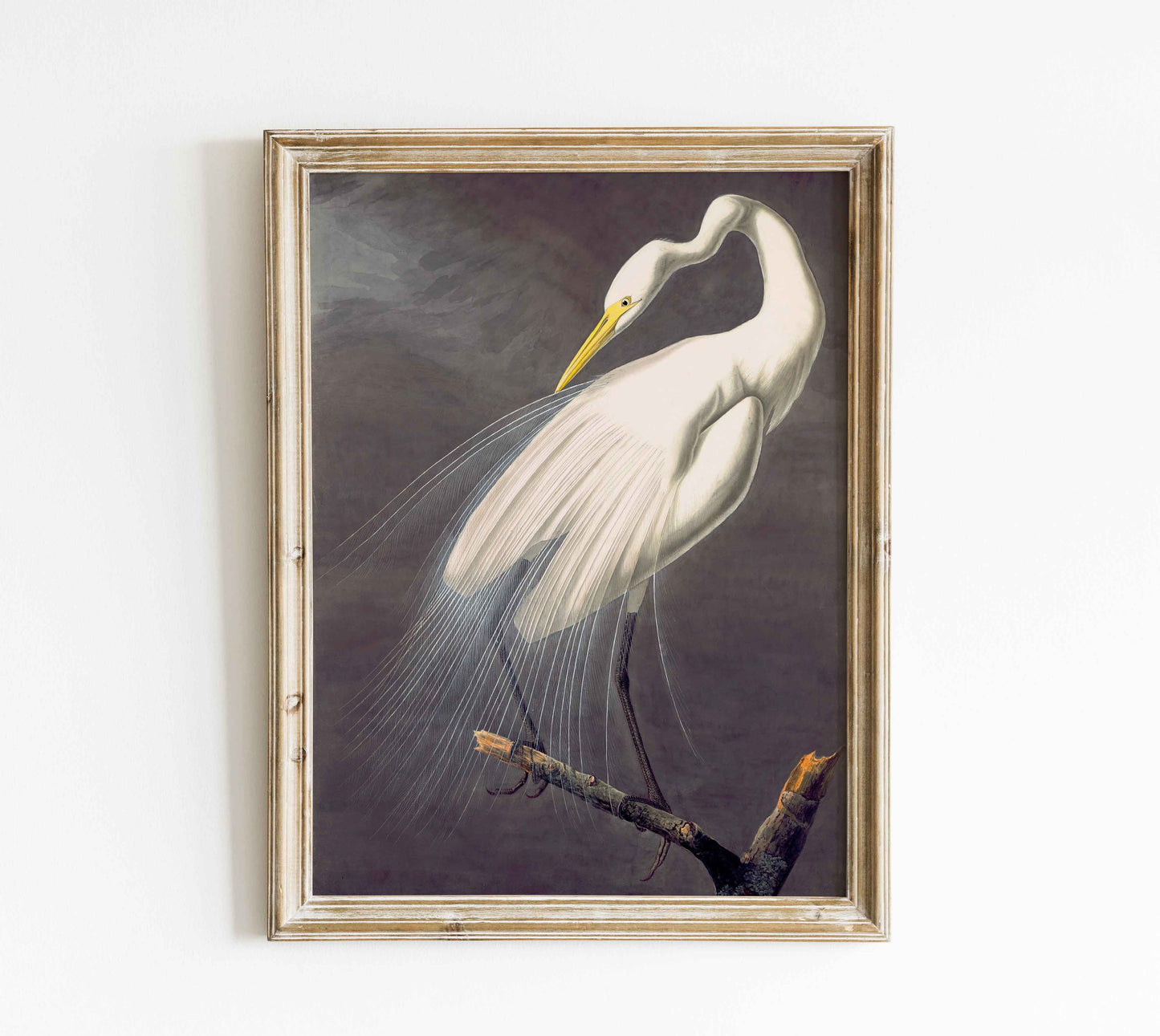 Affiche de John James Audubon « Grand héron blanc » - gravure d'oiseau vintage