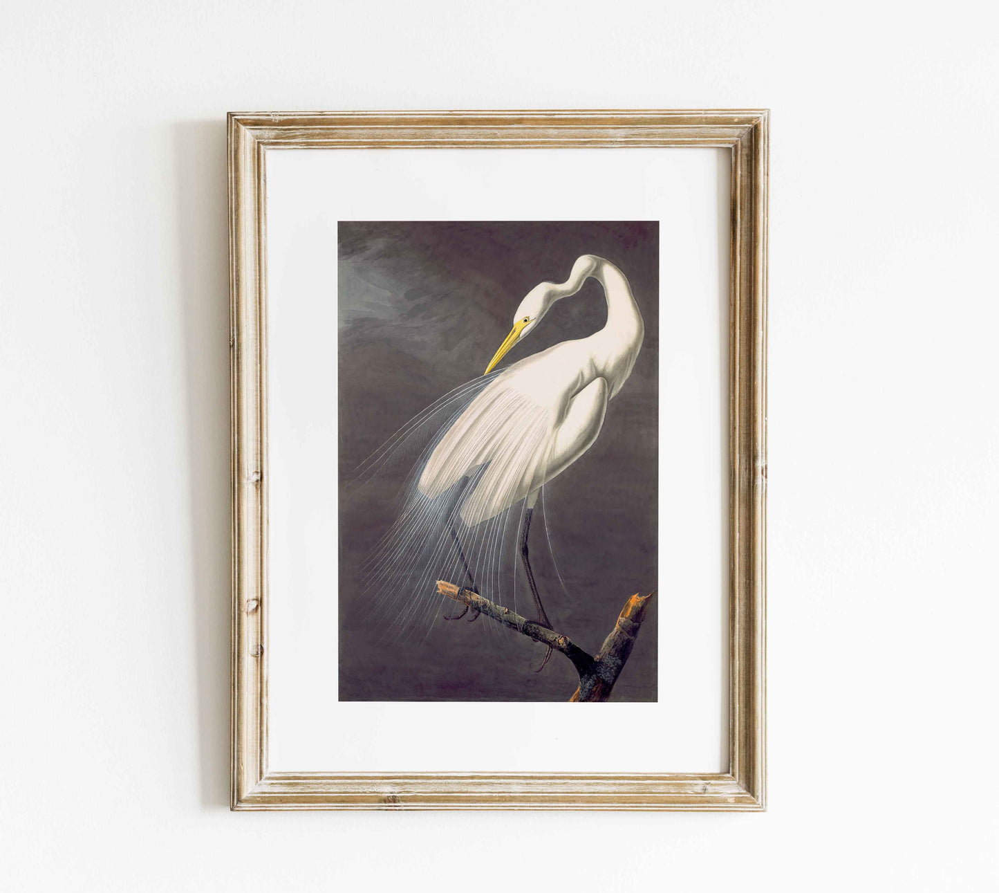 Affiche de John James Audubon « Grand héron blanc » - gravure d'oiseau vintage