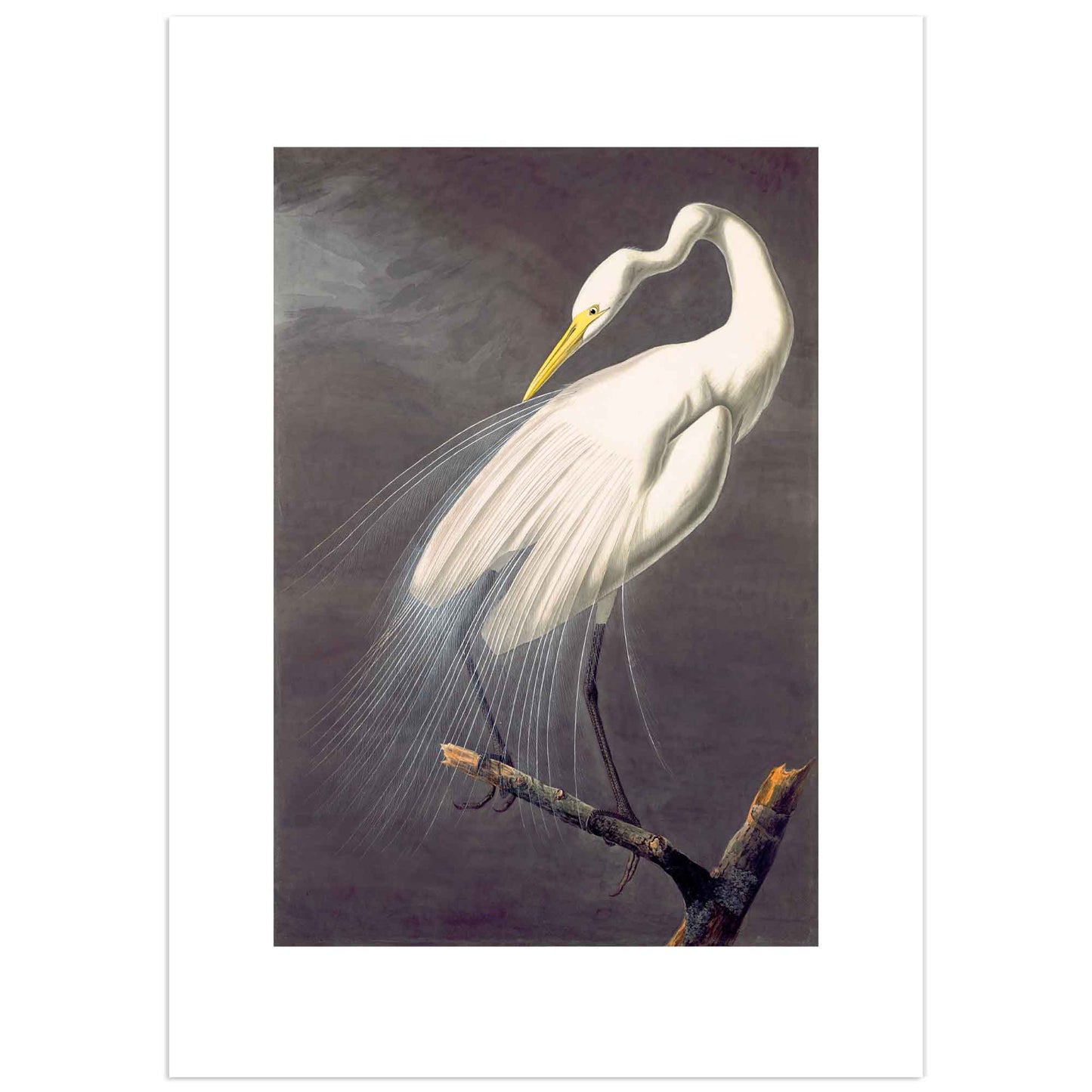 Affiche de John James Audubon « Grand héron blanc » - gravure d'oiseau vintage