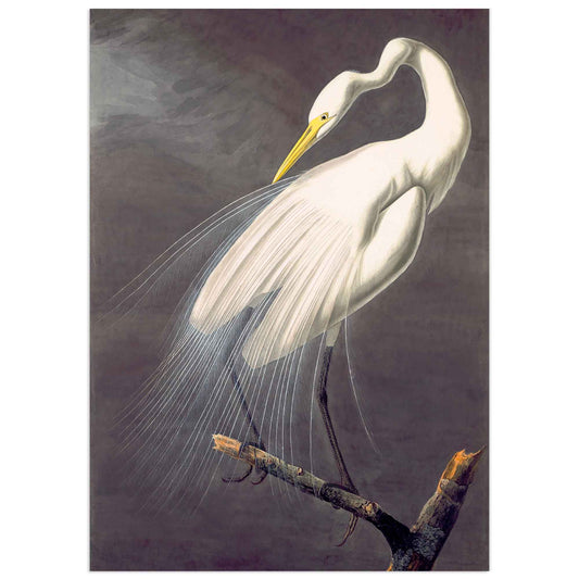 John James Audubon poster "Great White Heron" 
Audubon captured this elegant creature in a dynamic pose, with meticulous attention to the details of the feathers and colors. This plate perfectly illustrates Audubon's ability to combine scientific accuracy and aesthetic beauty.