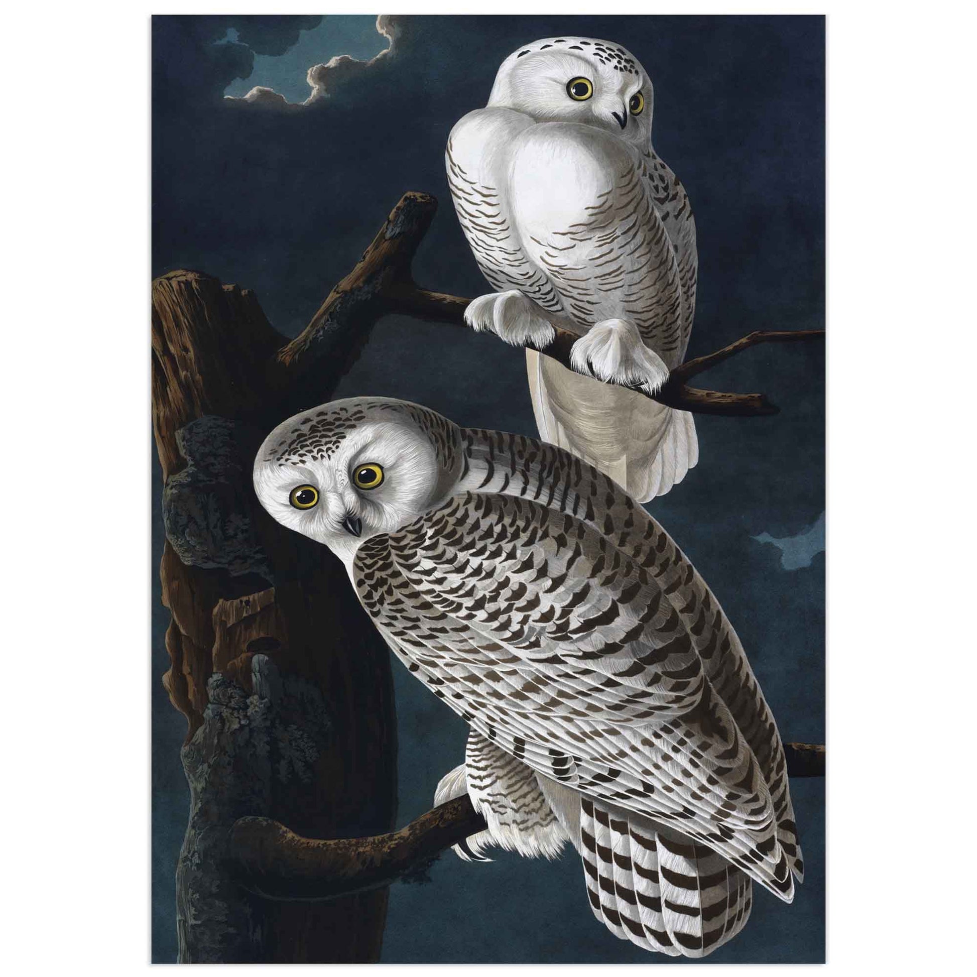 High-quality print of John James Audubon's Snowy Owl, featuring two owls perched on branches against a dark night sky. Full print version