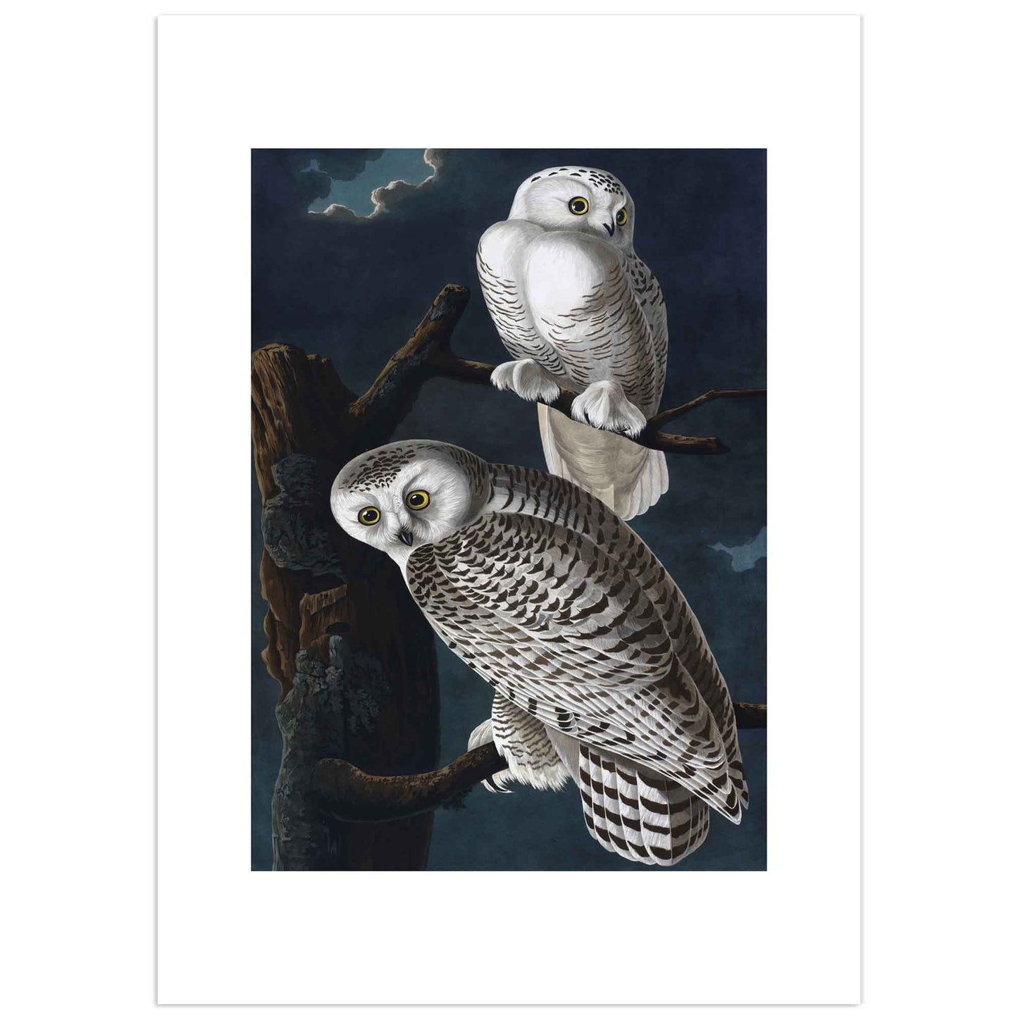 High-quality print of John James Audubon's Snowy Owl, featuring two owls perched on branches against a dark night sky. Mat effect (wide border) version