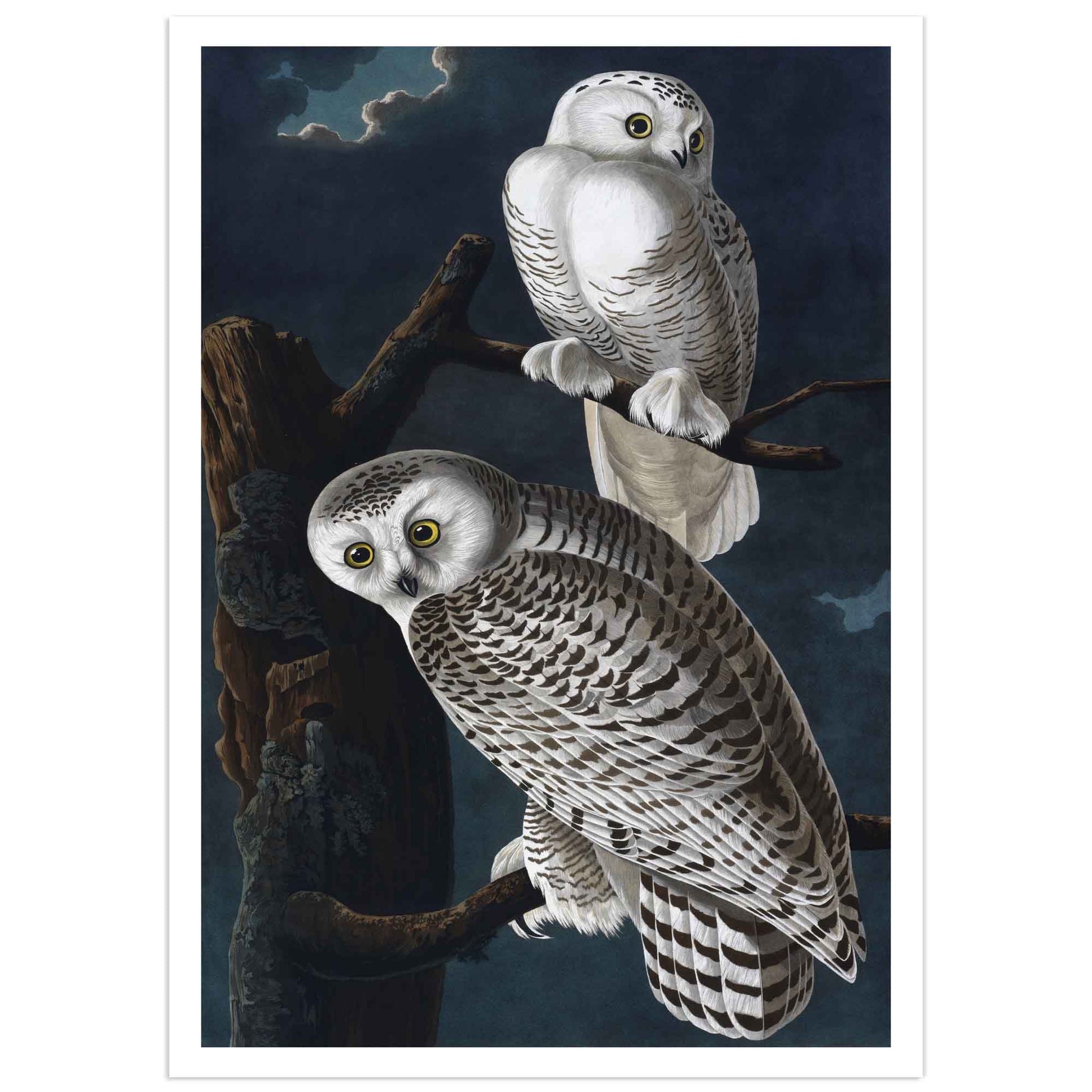 High-quality print of John James Audubon's Snowy Owl, featuring two owls perched on branches against a dark night sky. Thin Border poster version