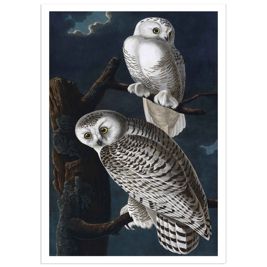 High-quality print of John James Audubon's Snowy Owl, featuring two owls perched on branches against a dark night sky. Thin Border poster version