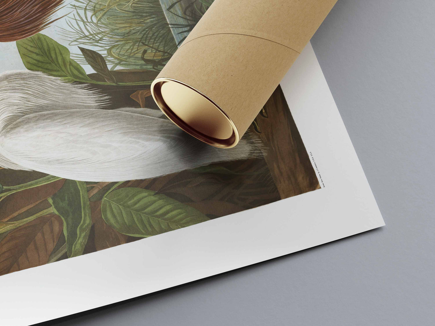 Affiche de John James Audubon "Le Héron pourpré"