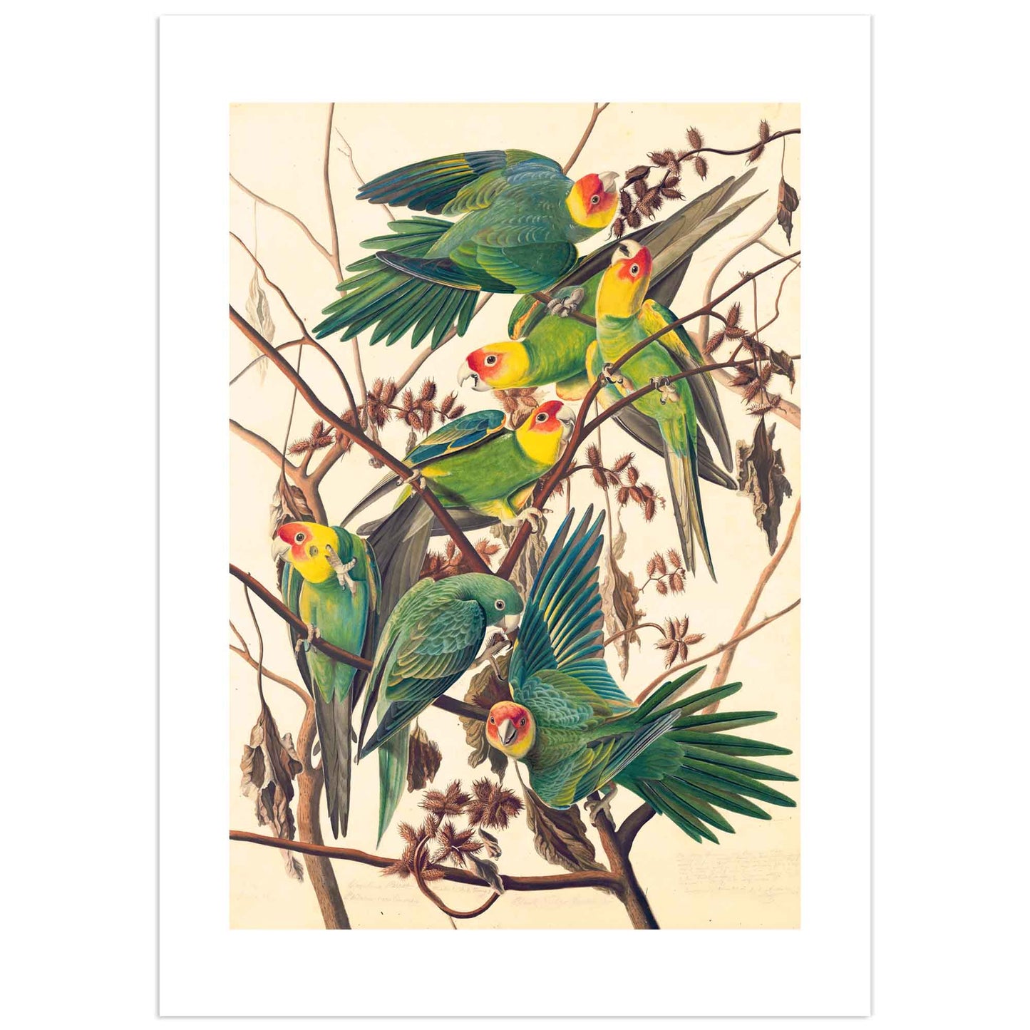 Affiche John James Audubon "Carolina Parakeets"
