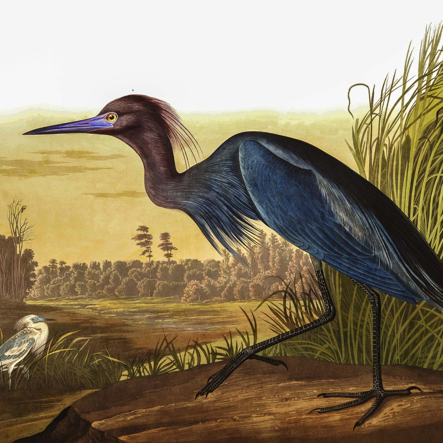 Affiche Héron Bleu — Audubon Oiseaux d'Amérique Planche 307