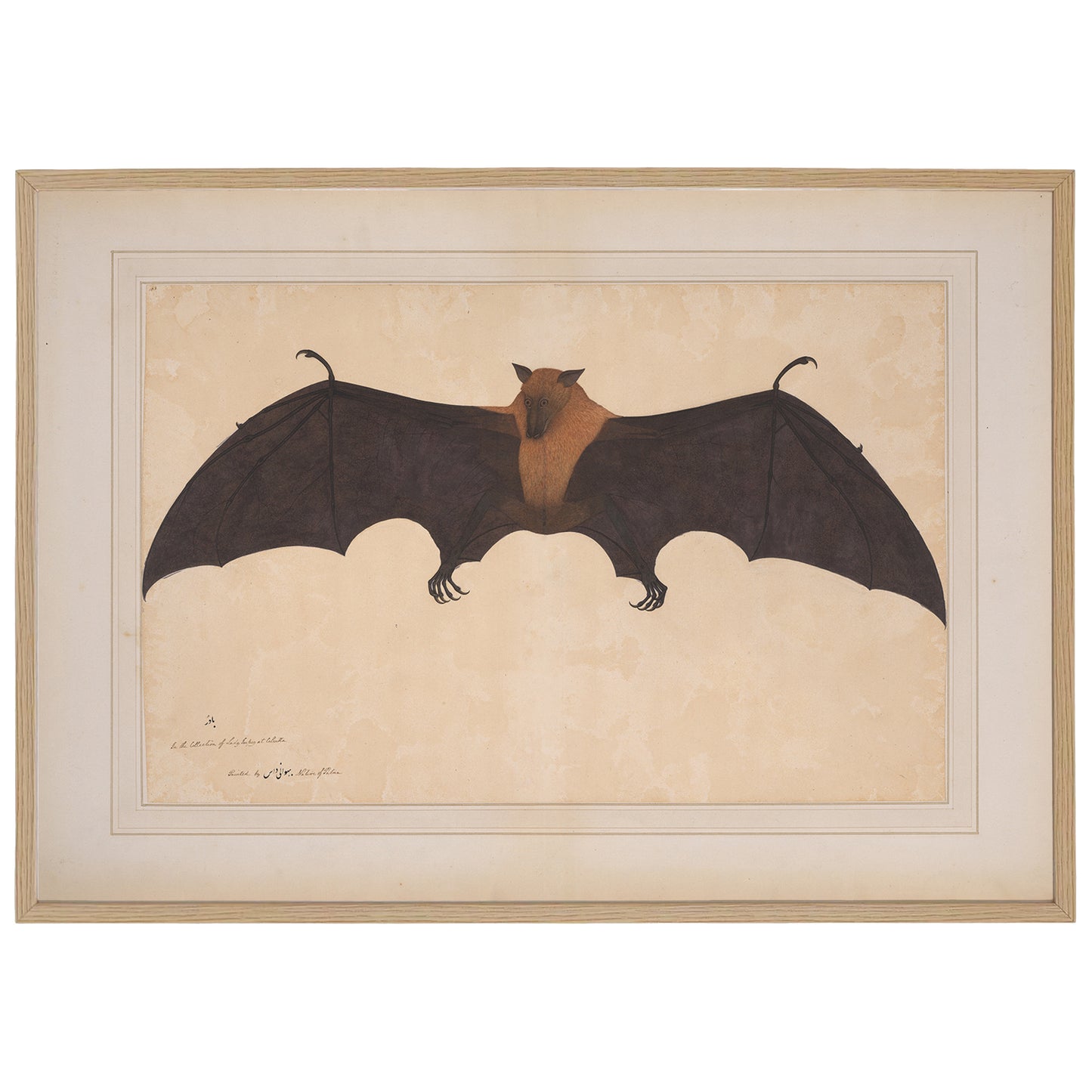 great indian fruit bat watercolor painting