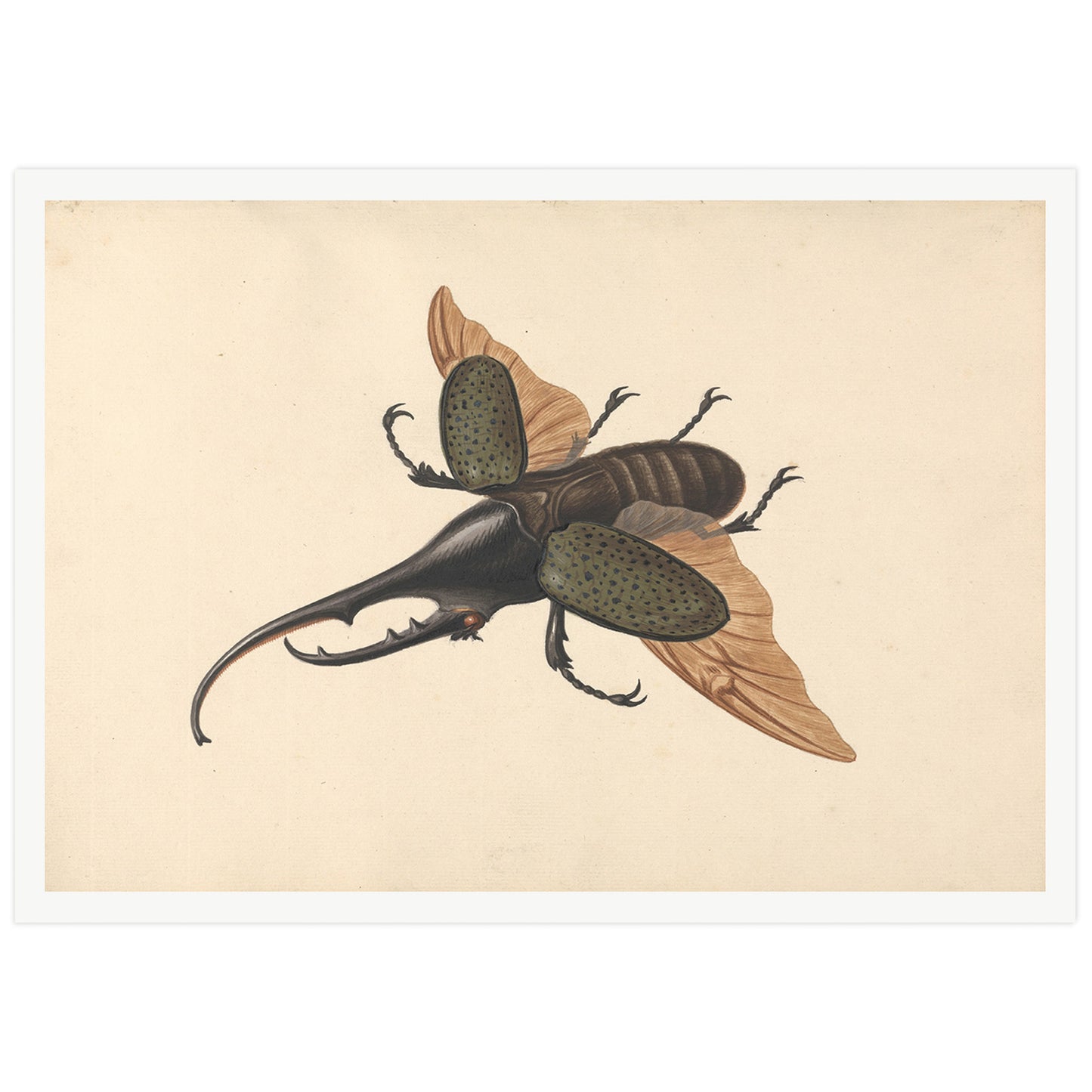 Hercules beetle by George Edwards