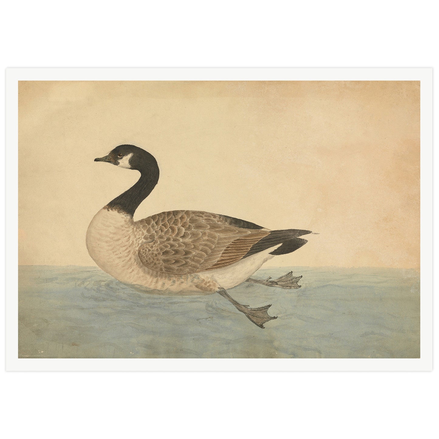 Detailed vintage illustration of a Canada goose swimming, drawn by naturalist James Sowerby. Neutral background with water surface, realistic plumage and lifelike pose.