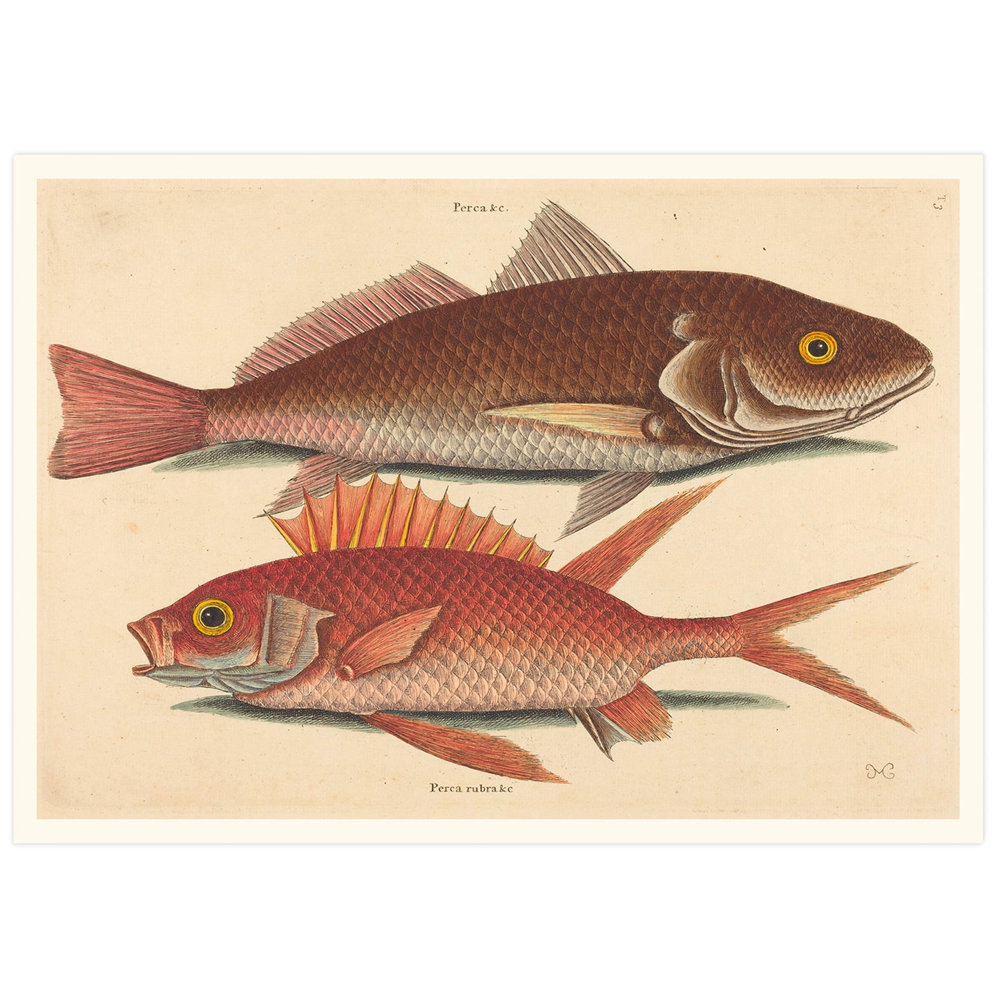 The Croker (Perca undulata), by Mark Catesby