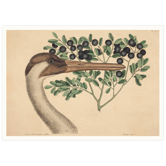 Vintage illustration of a Hooping Crane with wild plum branch, by Mark Catesby.