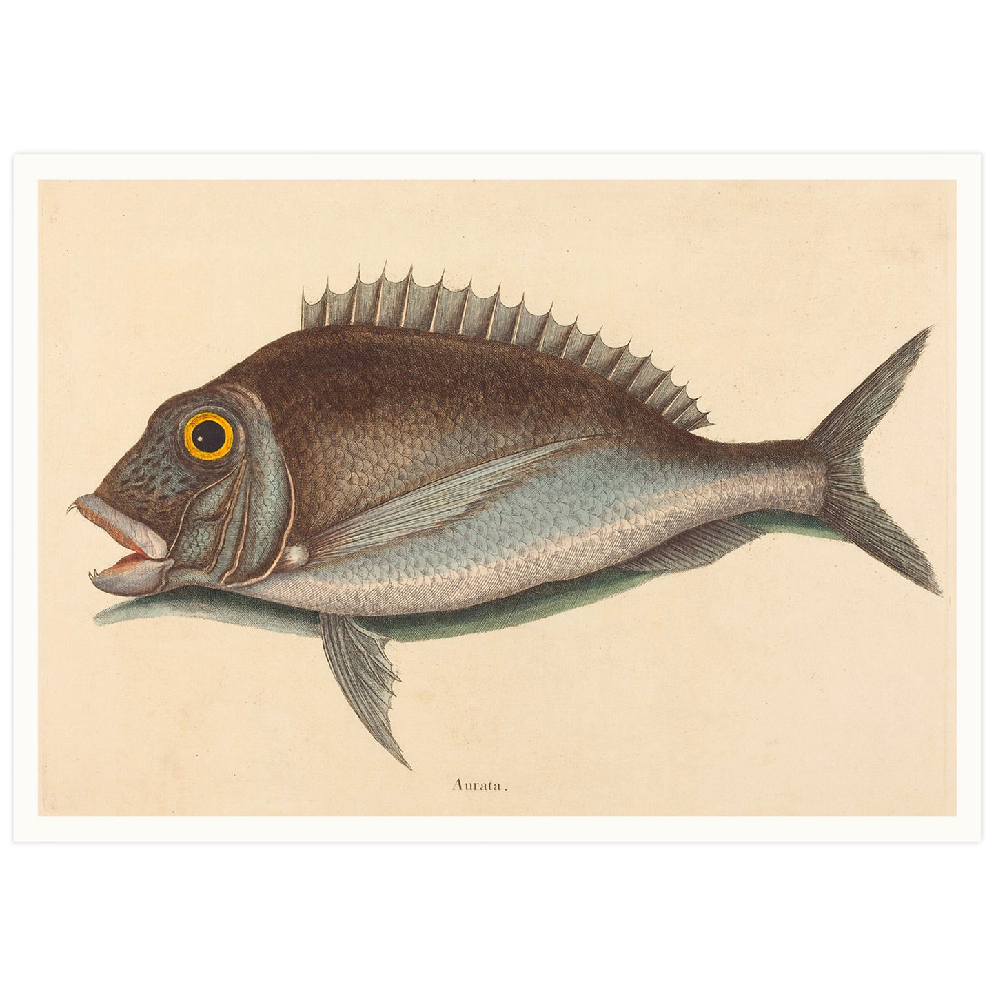 Affiche vintage histoire naturelle Mark Catesby "Porgy (Sparus chrysops)"