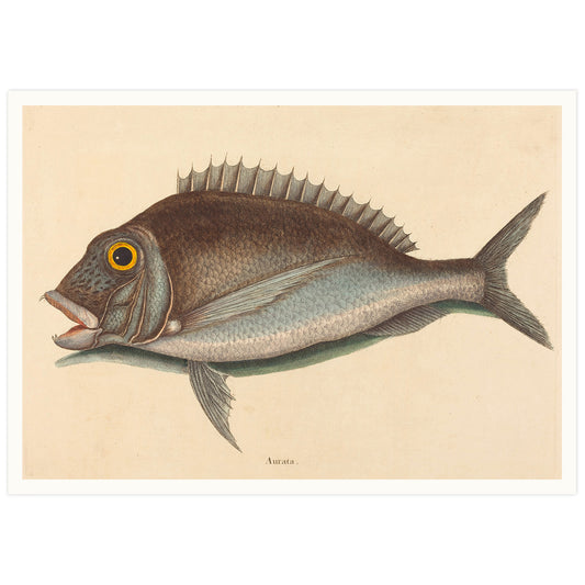 The Porgy (Sparus chrysops), by Mark Catesby