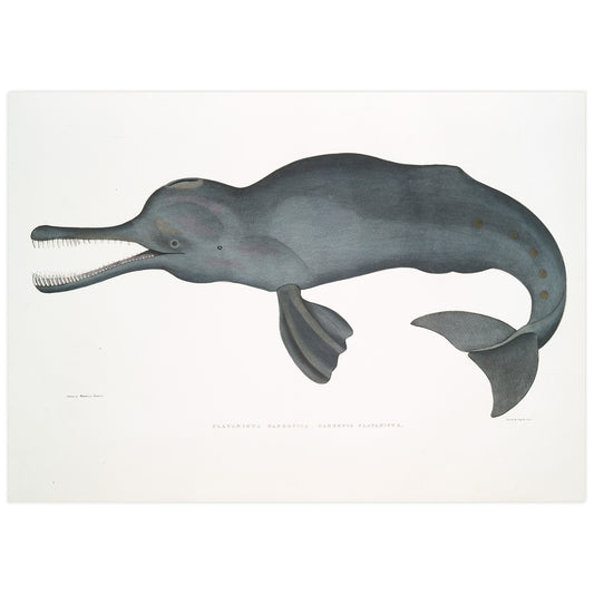 Illustration du dauphin de rivière sud-asiatique (platanista) par John Edward Gray