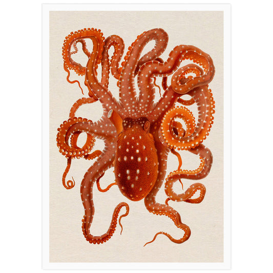 Vintage octopus illustration, Giuseppe Jatta