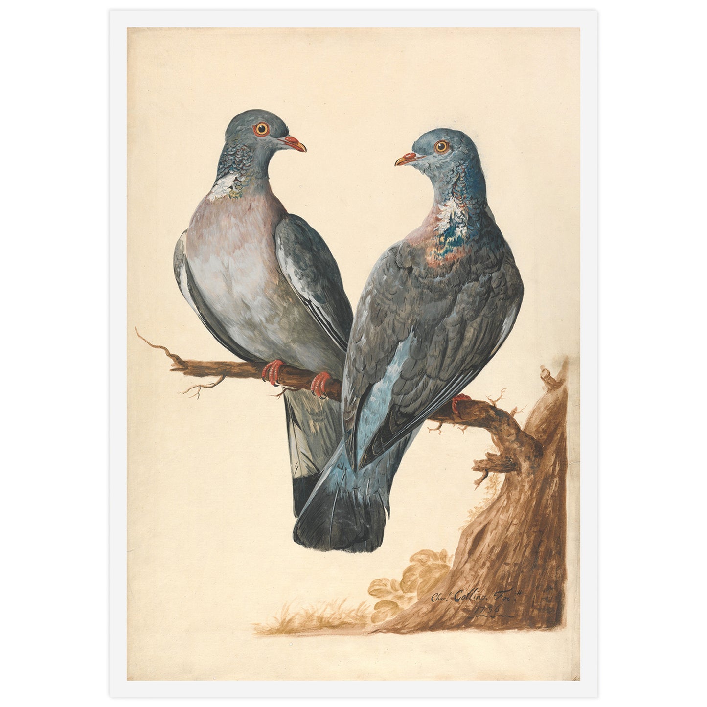 Affiche Charles Collins "Pigeons Ramiers"