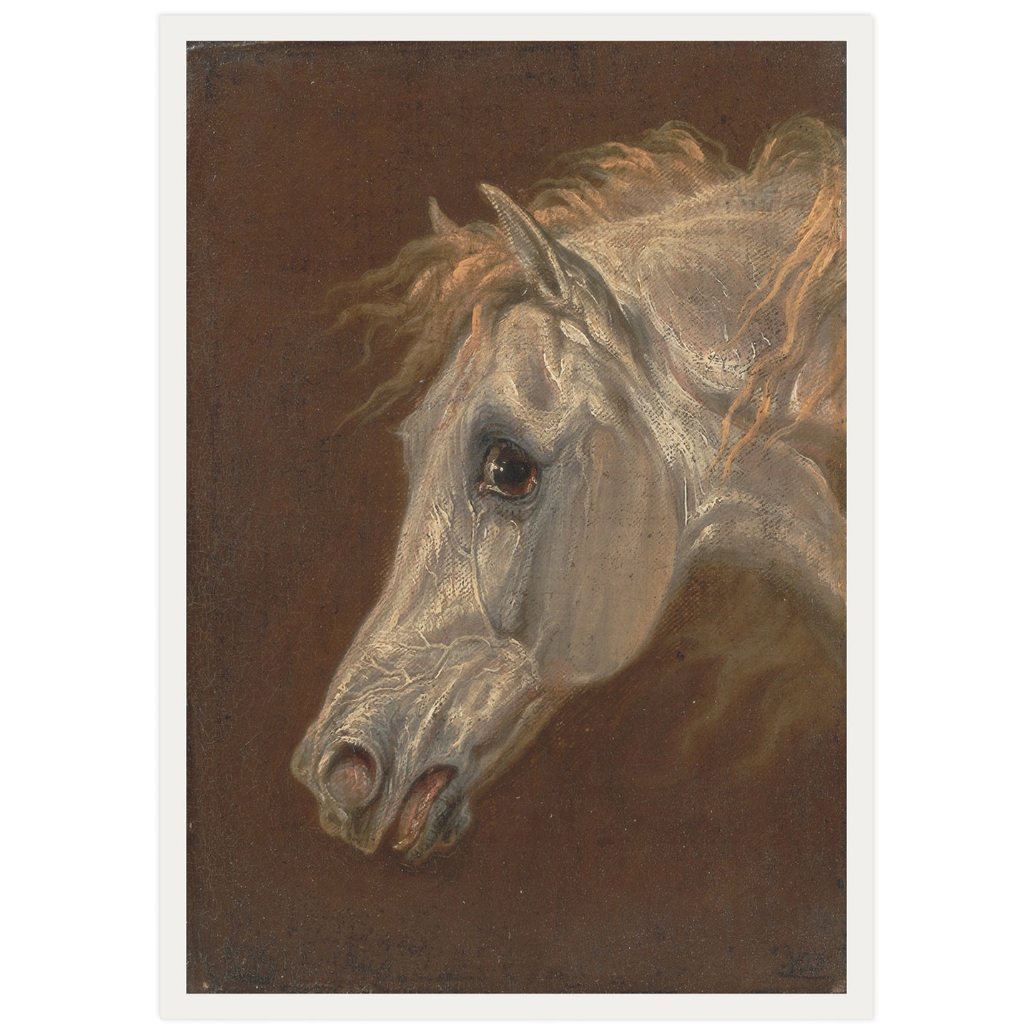 Tête d'un cheval arabe gris par Martin Theodore Ward