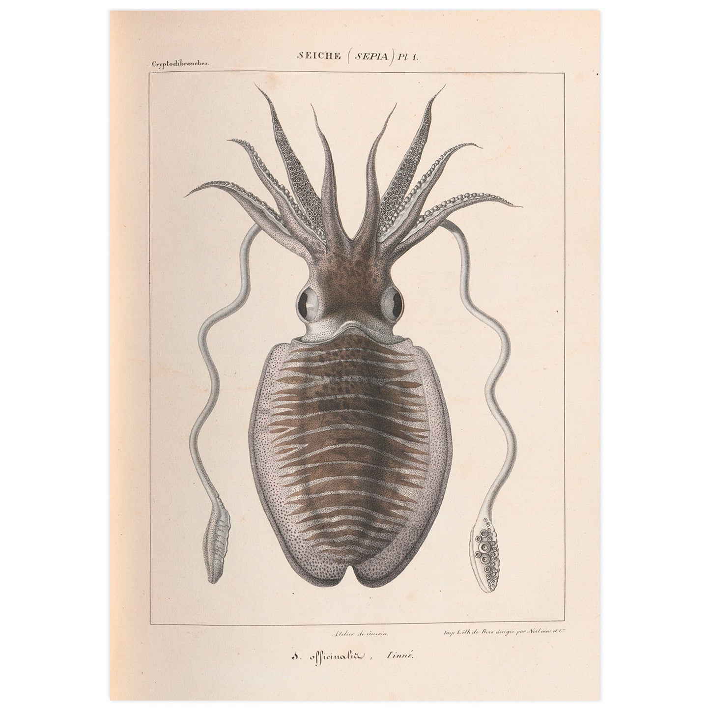 Vintage french illustration of a Cuttlefish