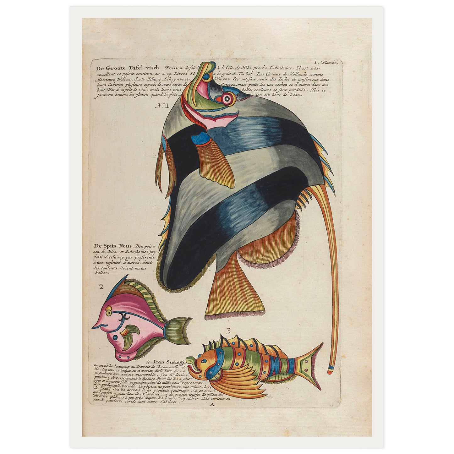 Illustration française vintage de poissons
