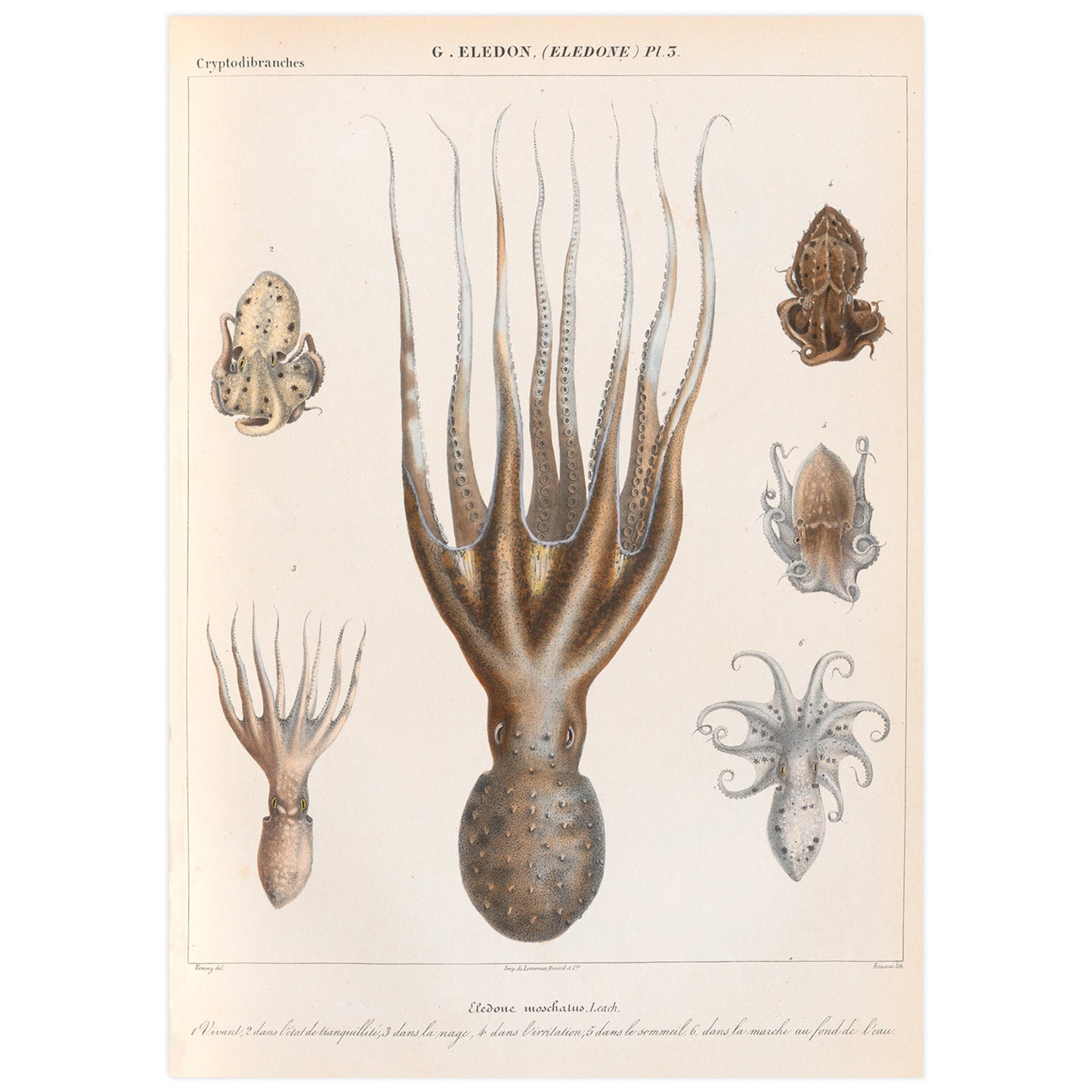 vintage french illustration of an Eledone