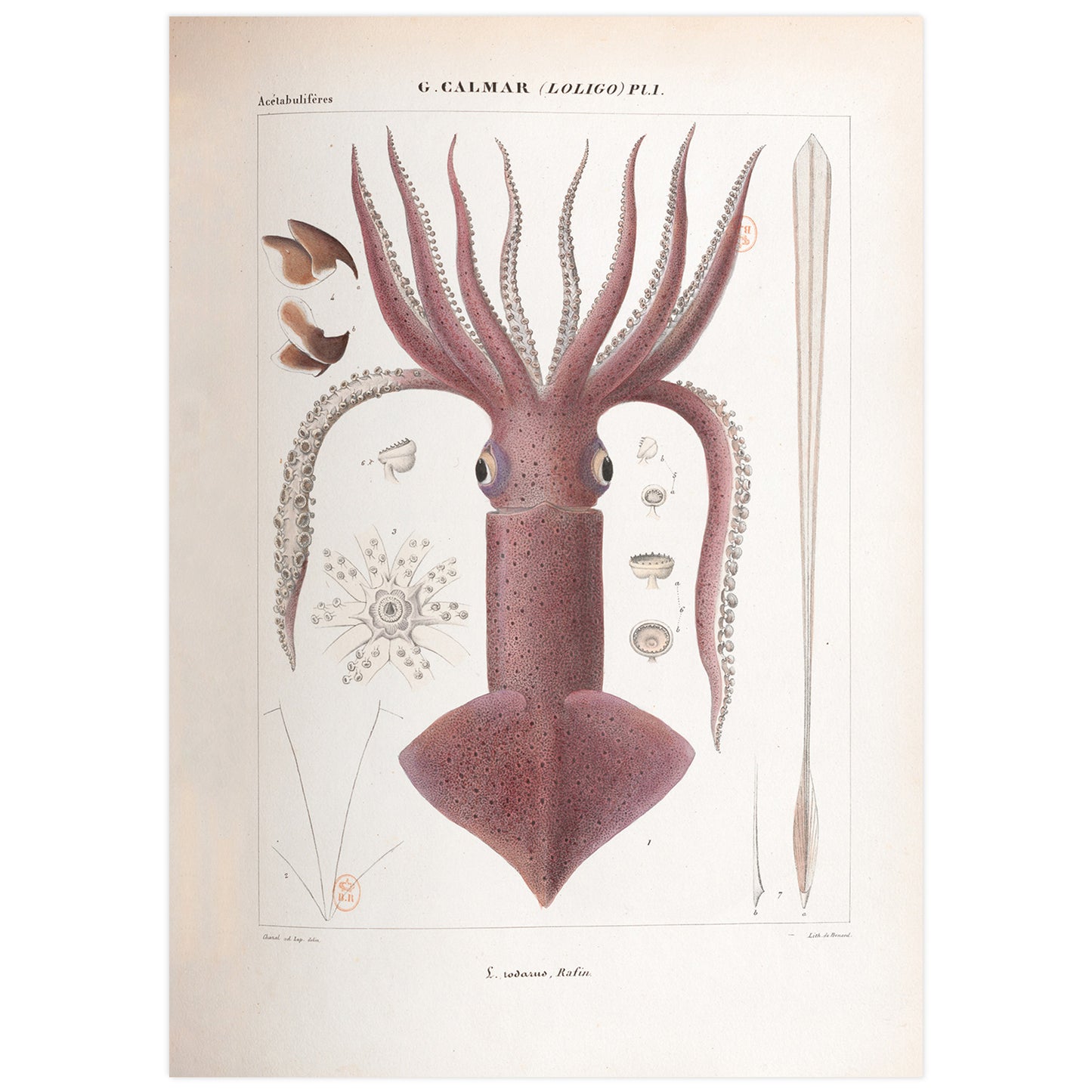 Vintage French illustration of a squid
