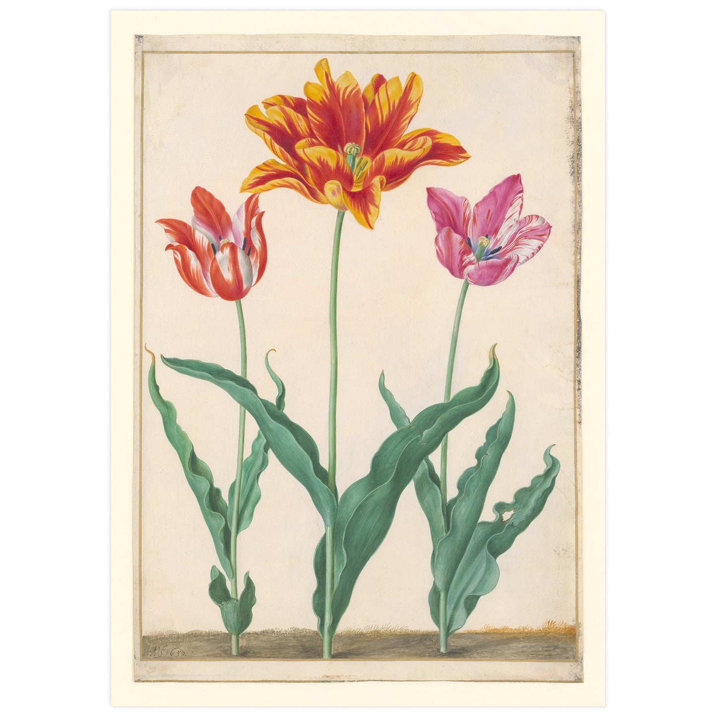 Tulipes flamandes, Johann Walter