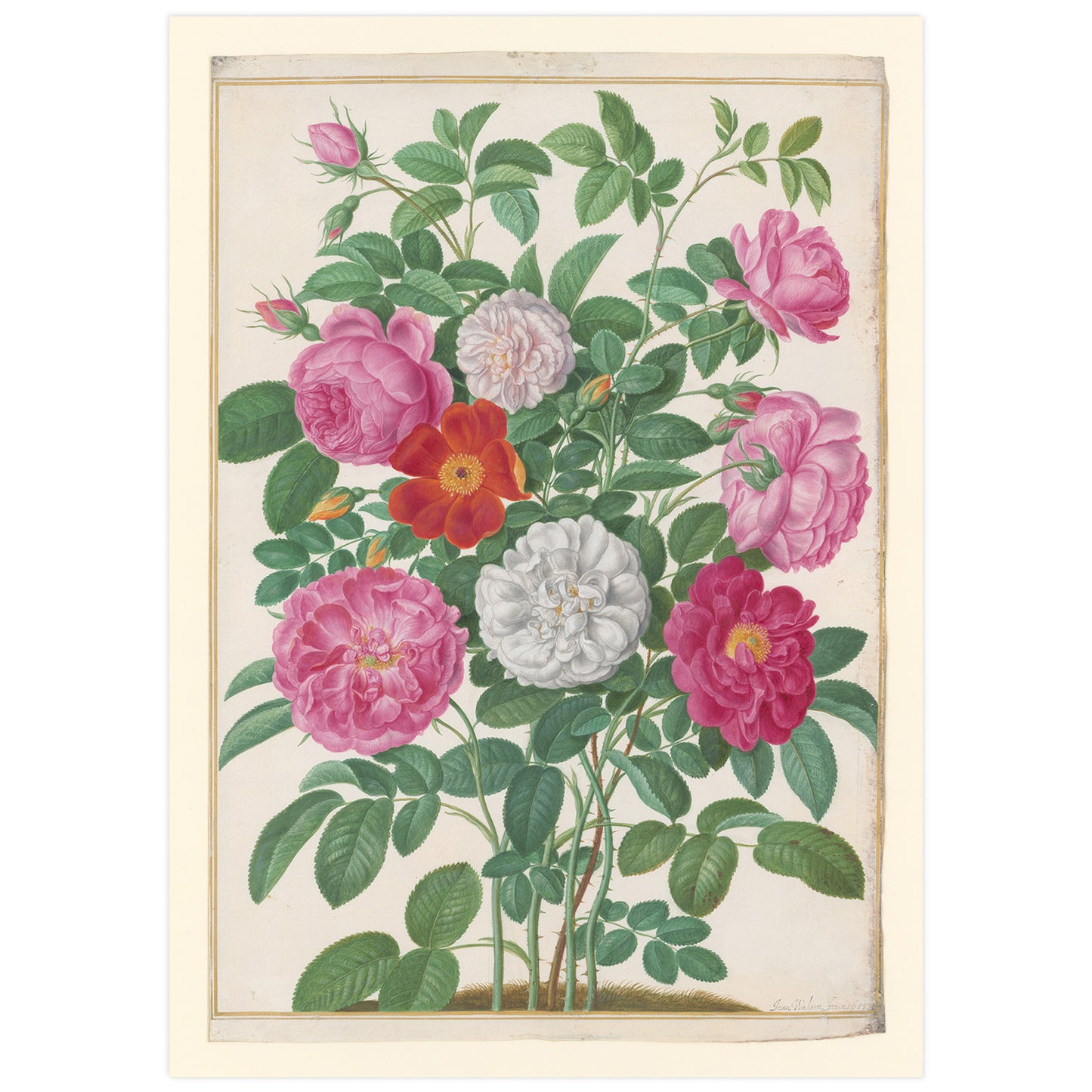 Roses horticoles et roses de capucine, Johann Walter