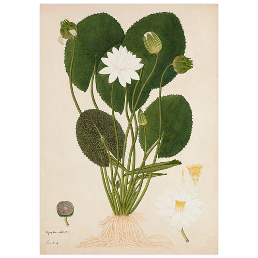 Lotus égyptien (Nymphaea Lotus)