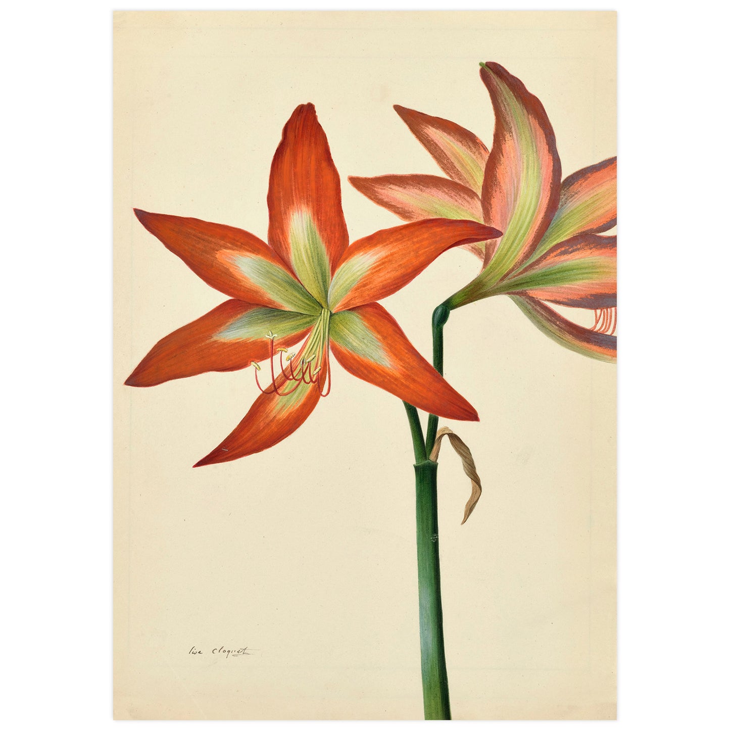 Botanical illustration of Amaryllis belladonna by Lise Cloquet, depicting detailed front and back views of the flower's petals.